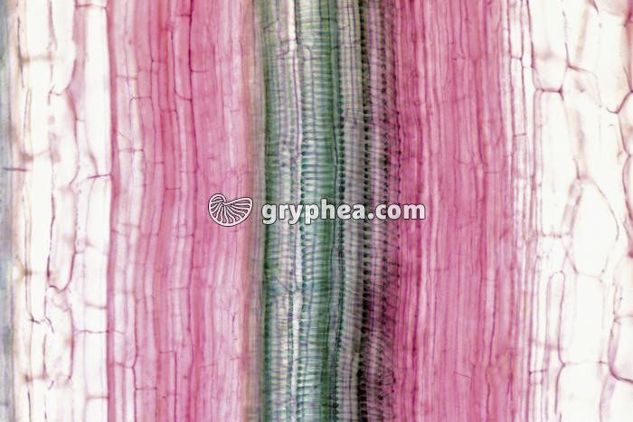 Vaisseaux conducteurs Courge CL x100 - gryphea.com